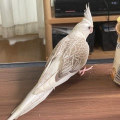 ホワイトフェイスオカメインコを探しています。