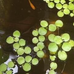 値下げ！植物　水草　浮く水草　1カップ分