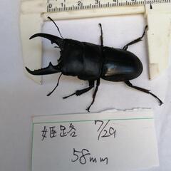 天然ヒラタクワガタ♂♀