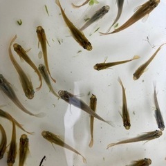 黒メダカ10匹  水草付き 