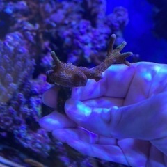 【フラグサンゴ】エダコモンサンゴ　バブルガム　Mサイズ