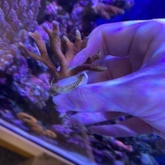 【フラグサンゴ】エダコモンサンゴ　バブルガム　Lサイズ①