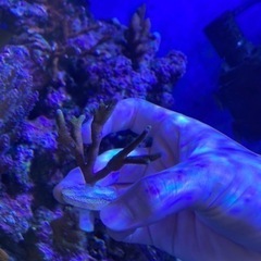 【フラグサンゴ】エダコモンサンゴ　バブルガム　Lサイズ③