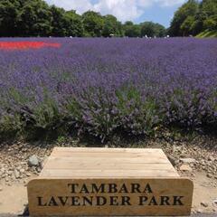 群馬　玉原スキー　たんばらラベンダーパーク入場券無料4名分の画像