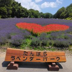 群馬　玉原スキー　たんばらラベンダーパーク入場券無料4名分の画像