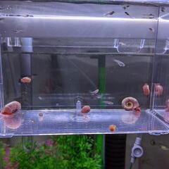 ピンクラムズホーン譲ります。
