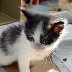 6/25生まれの子猫　里親さん決まりましたありがとうございます