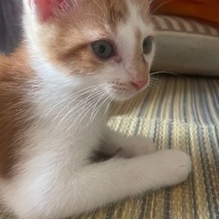 茶×白の子猫