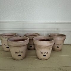 リメ鉢ハリネズミ