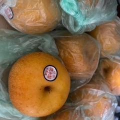 梨 お譲りしますの画像