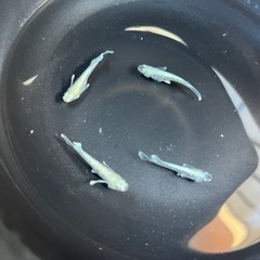 メダカ（エメキン）の画像