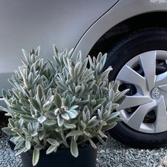 多肉植物　白兎　カランコエ