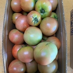トマト🍅