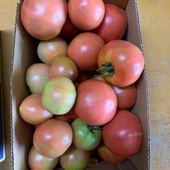 トマト🍅5kg