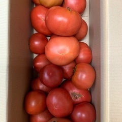 加工用トマト🍅6kg
