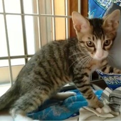 兄弟とずっとのおうちへ(=^x^=)