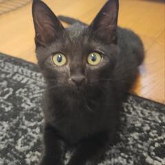 とても人懐こい黒猫　つきちゃん