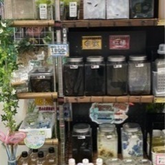 🐟‪˜˷【城めだか】本日のラインナップ🐟‪˜˷．．