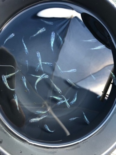 琥珀ラメヒレ長(青ラメ)10匹