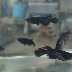 【決まりました】ブラックダイヤヒレ長　ツーペア 1500円 産卵中
