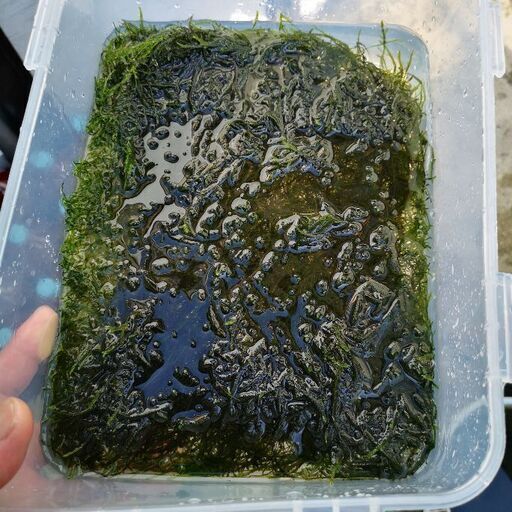 ☆｡◕‿◕｡)ﾉ　ウィローモス　　☆｡◕‿◕｡)ﾉ　引き取り限定