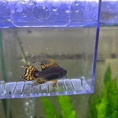 アピストグラマカカトゥオイデストリプルレッドの雄1匹の画像