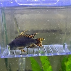 アピストグラマカカトゥオイデストリプルレッドの雄1匹の画像