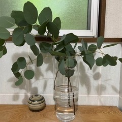 ユーカリポポラス　切花