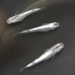 メダカ 星河 稚魚 10匹