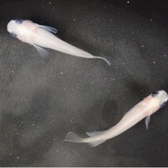 メダカ パンダメダカ 稚魚 10匹