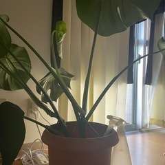 観葉植物の画像