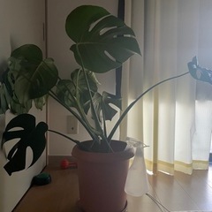 観葉植物の画像