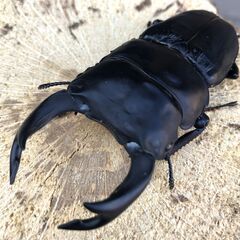マツノ久留米オオクワ　新成虫♂2頭