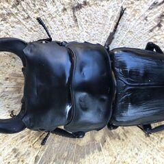 マツノ久留米オオクワ　新成虫♂2頭の画像
