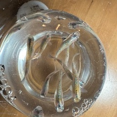 メダカ　ユリシス　1匹300円