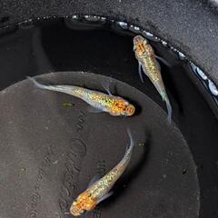 めだか  久遠七星メダカ  稚魚～幼魚30匹ほどの画像