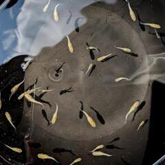 めだか  久遠七星メダカ  稚魚～幼魚30匹ほどの画像