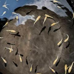 めだか  久遠七星メダカ  稚魚～幼魚30匹ほどの画像