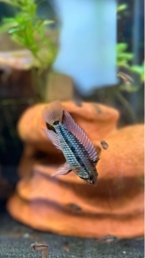 【レア】cf グアジャラメリン F1稚魚5匹 アピスト アピストグラマ