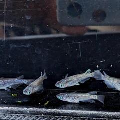 めだか  ブルームーンメダカ  2ペア+オス1匹の画像