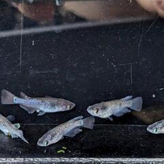 めだか  ブルームーンメダカ  2ペア+オス1匹の画像