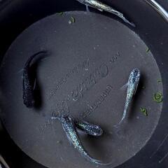 めだか  ブルームーンメダカ  2ペア+オス1匹の画像