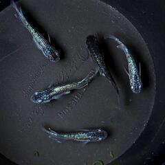 めだか  ブルームーンメダカ  2ペア+オス1匹の画像