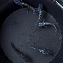 めだか  ブルームーンメダカ  幼魚20匹ほどの画像