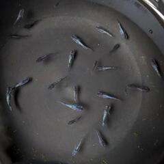 めだか  ブルームーンメダカ  幼魚20匹ほどの画像