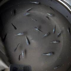 めだか  ブルームーンメダカ  幼魚20匹ほどの画像