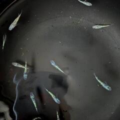 メダカ  令和黒ラメ幹之サファイア系  幼魚20匹ほどの画像
