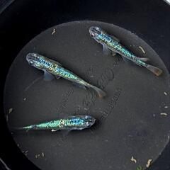 メダカ  令和黒ラメ幹之サファイア系  幼魚20匹ほどの画像