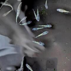 メダカ  令和黒ラメ幹之サファイア系  幼魚20匹ほどの画像