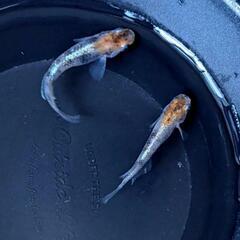 めだか  ラディウスメダカ  稚魚30匹ほどの画像